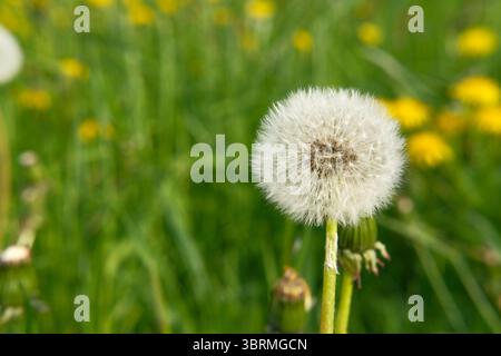 Löwenzahnuhr, Samenkopf einer Löwenzahnpflanze auf dem Hintergrund des grünen Feldes. Frühlings- oder Sommerkulisse, Natur und Artenvielfalt, Kräutersammlung Stockfoto