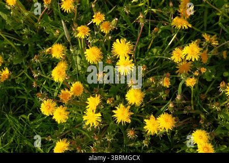 Sommerfeld mit gelben Löwenzahn, Pflanzen und Artenvielfalt, saisonale Blüte. Frühlings- oder Sommerkulisse, Kräutersammlung, Phytotherapie-Zutaten Stockfoto