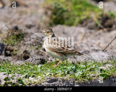 Eine eurasische Lerche, Alauda arvensis, steht auf dem Boden. Stockfoto
