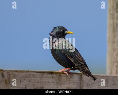 Ein gewöhnlicher Star, Sturnus vulgaris, auf einem Zaun. Stockfoto