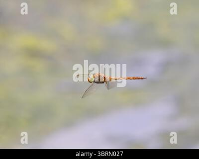 Eine Norfollk-Hawker-Libelle, Aeshna-Isozelen oder gleichschenklige, im Flug. Stockfoto
