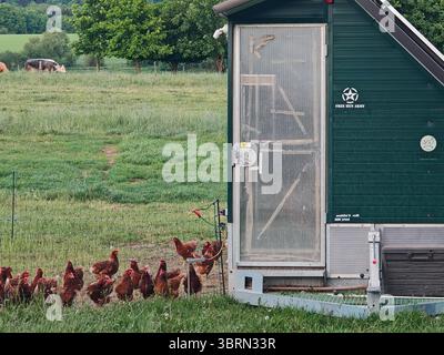 Mobiler Hühnerstall auf dem Bauernhof für die Freilandhaltung von Geflügel auf dem Land, nachhaltige ländliche Landwirtschaft Hühnerstall auf einer Wiese Stockfoto