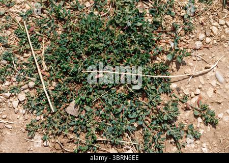 Über dem Kopf ein Stück Bodendecke mit kleinen grünen Blättern, rötlichen Stämmen und trockenen Zweigen auf kiesigem Boden. Stockfoto