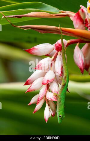 Ein grüner Seychellen-Taggecko klammert sich an einer Ansammlung rosa und weißer Blütenknospen zwischen breiten Blättern in Praslin, Seychellen, unter Tageslicht. Stockfoto