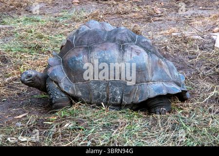 Eine Aldabra-Riesenschildkröte mit einer großen gewölbten Schale und faltiger Haut liegt auf trockenem Boden auf den Seychellen bei Tageslicht. Stockfoto