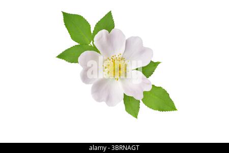Blassrosa Rosa canina oder Hunderosenblume mit grünen Blättern isoliert auf weißem Hintergrund. Geschätzt für seine medizinischen Eigenschaften, Vitamin-C-Gehalt und u Stockfoto