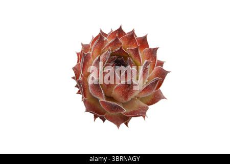 Sempervivum Sukkulent, auch bekannt als Hausleek oder Liveforever, isoliert auf weißem Hintergrund. Hardy Dürretolerante Rosettenpflanze, die in Steingärten verwendet wird Stockfoto