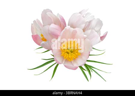 Drei blassrosa offene Pfingstrosenblüten mit gelben Staubblättern und grünen Blättern isoliert auf weißem Hintergrund. Ideal für Blumendesign, Verpackung und Hochzeitsdekoration Stockfoto