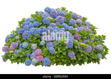 Hortensie Macrophylla-Sträucher mit blauen und rosafarbenen Blüten und gelben Knospen auf weißem Hintergrund. Ideal für botanische Designs, Blumenschmuck, Stockfoto