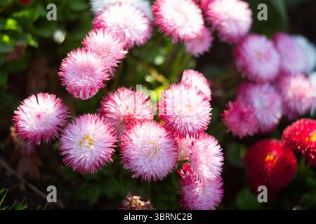 Entdecken Sie die Schönheit und Eleganz der leuchtenden rosa und roten Blüten Stockfoto