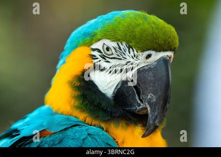 Blau-gelber Ara in Nahaufnahme, bekannt als der blau-goldene Ara, ist ein großer neotropischer Papagei mit einem meist blauen Dorsum, hellgelb-orange Entlüftungsschlitz Stockfoto