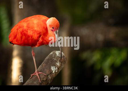 Der scharlachrote Ibis, manchmal auch Red Ibis genannt, ist eine Art von Ibis aus der Vogelfamilie Threskiornithidae. Sie besiedelt das tropische Südamerika und einen Teil davon Stockfoto