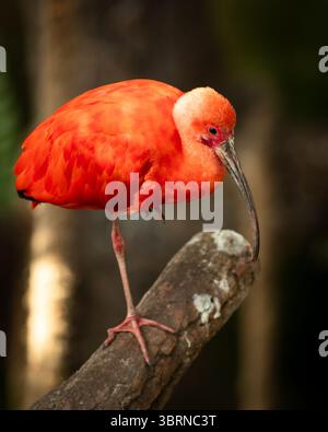 Der scharlachrote Ibis, manchmal auch Red Ibis genannt, ist eine Art von Ibis aus der Vogelfamilie Threskiornithidae. Sie besiedelt das tropische Südamerika und einen Teil davon Stockfoto