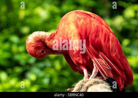 Der scharlachrote Ibis, manchmal auch Red Ibis genannt, ist eine Art von Ibis aus der Vogelfamilie Threskiornithidae. Sie besiedelt das tropische Südamerika und einen Teil davon Stockfoto
