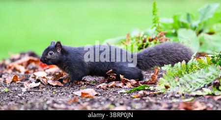 Schwarze Melanismusvariante des ostgrauen Eichhörnchens in der Natur Stockfoto