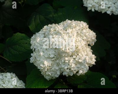 Nahaufnahme einer wilden Hortensie Stockfoto