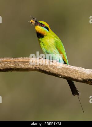 Regenbogenbienenfresser fliegen schnell und fangen Bienen und Wespen auf dem Flügel. Sie kehren zu ihren exponierten Barschen zurück, um die Insekten auf einen Ast zu schlagen Stockfoto