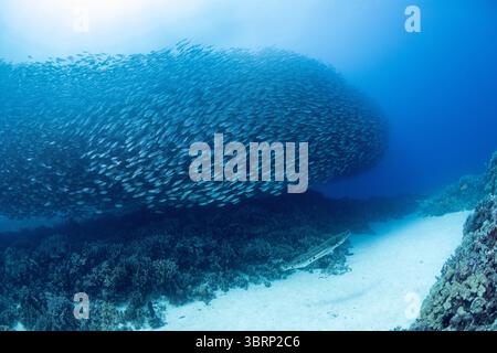Ein großer Barrakuda, oder kaku, Sphyraena barrakuda, verfolgt eine Schule von akulen oder Großaugenskadeln, Selar crumenophthalmus, Honokohau, North Kona, Hawaii, USA Stockfoto