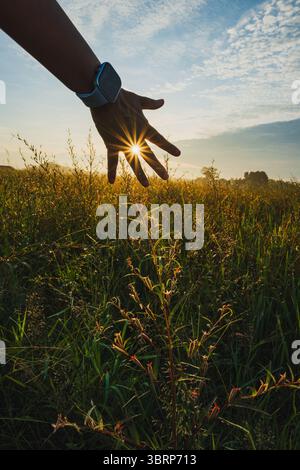 Eine Hand mit Silhouetten greift zur untergehenden oder aufgehenden Sonne und erzeugt einen Sonnenaufgang in einem Feld von Tau geküssten goldenen Gräsern, die vertikal für geschossen werden Stockfoto