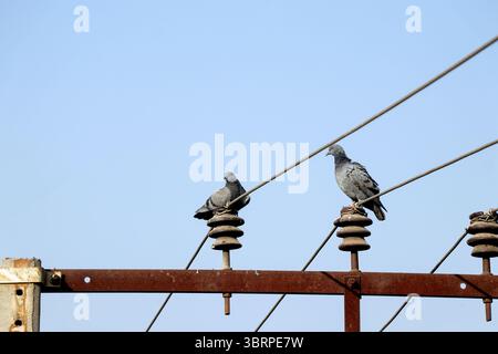 Ein Paar Tauben sitzt ruhig auf Keramikisolatoren, die an rostigen Elektromasten befestigt sind, mit gespannten Drähten, die sich durch den klaren blauen Himmel schneiden. Stockfoto