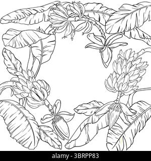 Bananenzweig mit Umrissrahmen für Früchte. Stock Vektor