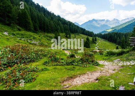 alpines Paradies kleines Tal mit Alpenbach zwischen den Gipfeln des Lagorai-Gebirges im Val Campelle Trient Italien Stockfoto