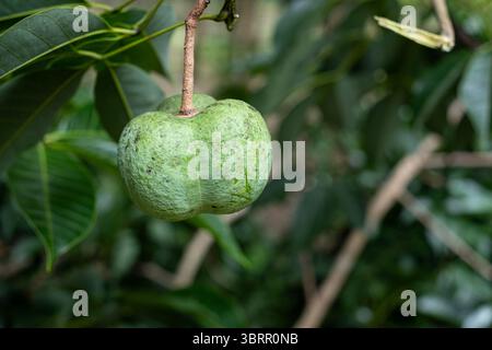 Frucht des Para-Gummis, der am Baum hängt Stockfoto