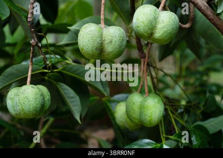 Frucht des Para-Gummis, der am Baum hängt Stockfoto