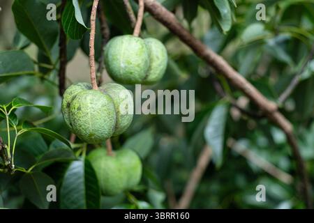 Frucht des Para-Gummis, der am Baum hängt Stockfoto