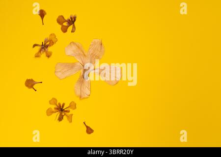 Getrocknete gepresste Vintage-Blüten auf gelbem Hintergrund, mit leerem Platz für Text oder Inhalt, getrocknete gelbe Hibiskusblüte flach gelegter Hintergrund Stockfoto