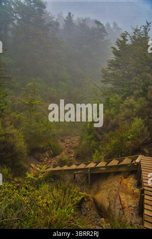 Holztreppen entlang eines Wanderweges im nebeligen Bergwald an den Hängen des Vulkans Mount Ruapehu, zentrale Nordinsel, Neuseeland Stockfoto