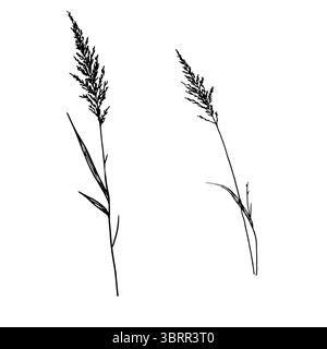 Trockene Zweige, Gras und Blätter, eine Reihe von Silhouetten, eine schwarz-weiße Skizze. Vektorabbildung. Schilf und Waldgräser, isoliert auf einem Weißen Stock Vektor