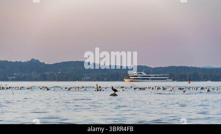 Vögel am Bodensee vor Sonnenuntergang, Lindau und Kreuzfahrtschiff im Hintergrund, Abendsonne beleuchtet den See und beschwört intensive Farben, Sonnenstern Stockfoto