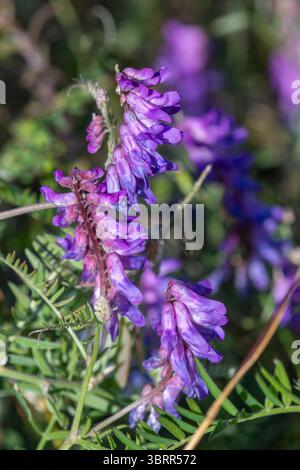 Getuftete Wicke (Vicia cracca) Wildblume, England, Großbritannien, im Juli oder Sommer Stockfoto