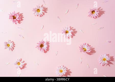 Verstreute rosa Gänseblümchen und Blütenblätter auf pastellfarbenem Hintergrund mit Licht und Schatten. Draufsicht, flach. Stockfoto