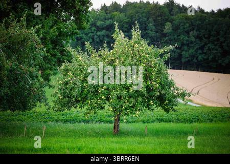 13.07.2025, Handenberg, AUT, unterwegs in Oberösterreich, Verschiedene Themenbilder, Themenbild, Symbolbild, im Bild bäuerlicher Obstgarten, Apfelbaum, *** 13 07 2025, Handenberg, AUT, auf der Straße in Oberösterreich, verschiedene Themenbilder, Themenbild, Symbolbild, im Bild ländlicher Obstgarten, Apfelbaum, Stockfoto