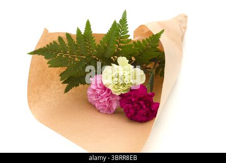 Nelkenblumen aus Equador, in ungewöhnlichen Farben Stockfoto