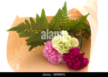 Nelkenblumen aus Equador, in ungewöhnlichen Farben Stockfoto