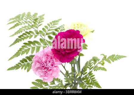 Nelkenblumen aus Equador, in ungewöhnlichen Farben Stockfoto