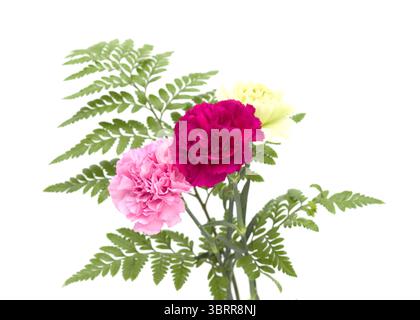 Nelkenblumen aus Equador, in ungewöhnlichen Farben Stockfoto