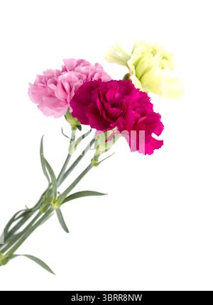 Nelkenblumen aus Equador, in ungewöhnlichen Farben Stockfoto