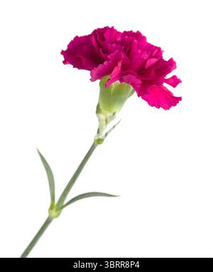 Nelkenblumen aus Equador, in ungewöhnlichen Farben Stockfoto