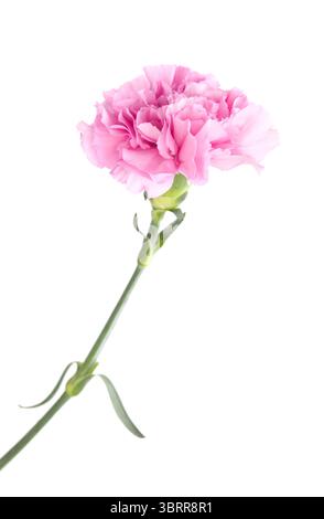 Nelkenblumen aus Equador, in ungewöhnlichen Farben Stockfoto