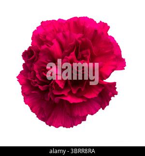 Nelkenblumen aus Equador, in ungewöhnlichen Farben Stockfoto