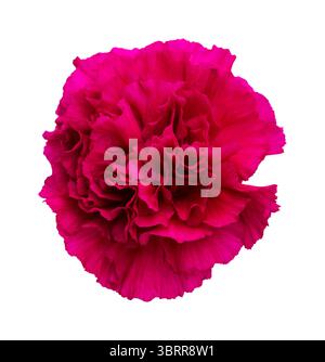 Nelkenblumen aus Equador, in ungewöhnlichen Farben Stockfoto