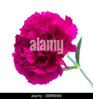 Nelkenblumen aus Equador, in ungewöhnlichen Farben Stockfoto