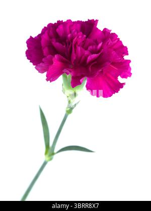 Nelkenblumen aus Equador, in ungewöhnlichen Farben Stockfoto