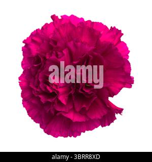 Nelkenblumen aus Equador, in ungewöhnlichen Farben Stockfoto