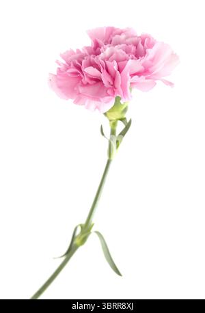 Nelkenblumen aus Equador, in ungewöhnlichen Farben Stockfoto