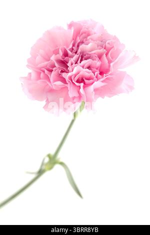 Nelkenblumen aus Equador, in ungewöhnlichen Farben Stockfoto